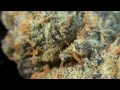 girl scout cookies
