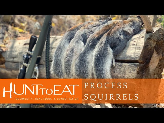 Watch How to Process and Clean A Squirrel on YouTube.