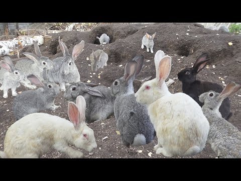Банда кроликов Gang of Rabbits $ Breeding ☭ Кролики Разведение 🐰 Эксклюзив Видео Фо Ю Банда кроликов Gang of Rabbits $ Breeding ☭ Кролики Разведение 🐰 Эксклюзив Видео Фо Ю