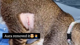 She Removed The Sches Tape But Sches Are Still There, Unable To Manage Her