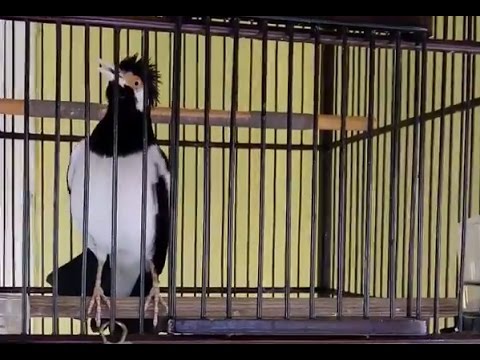 VIDEO : burung jalak suren mahal - ((video)((video)burung jalaksuren mahal. jalak suren (sturnus contra jalla) sebenarnya bisa ditemukan diseluruh pelosok indonesia, ...