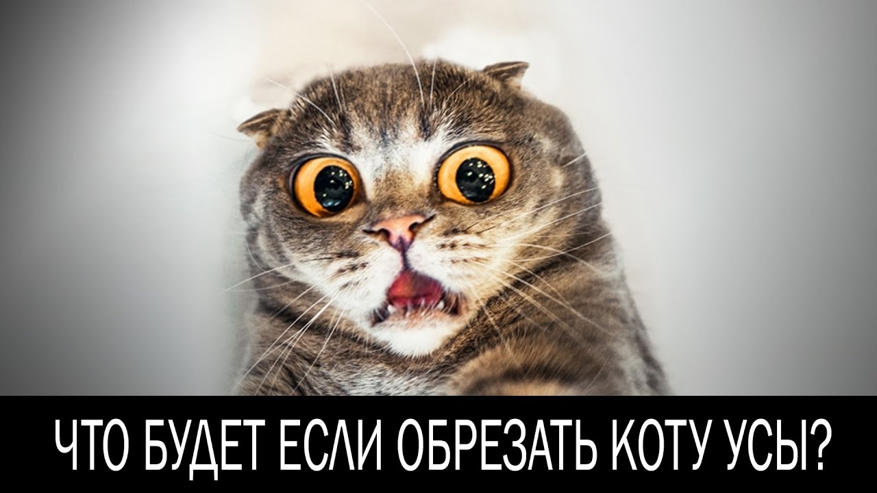 Что делать если у кошки поломались усы
