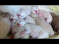Ragdoll kittens sleeping