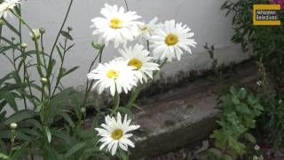Akhisar'ın Sokak Çiçekleri - 4K