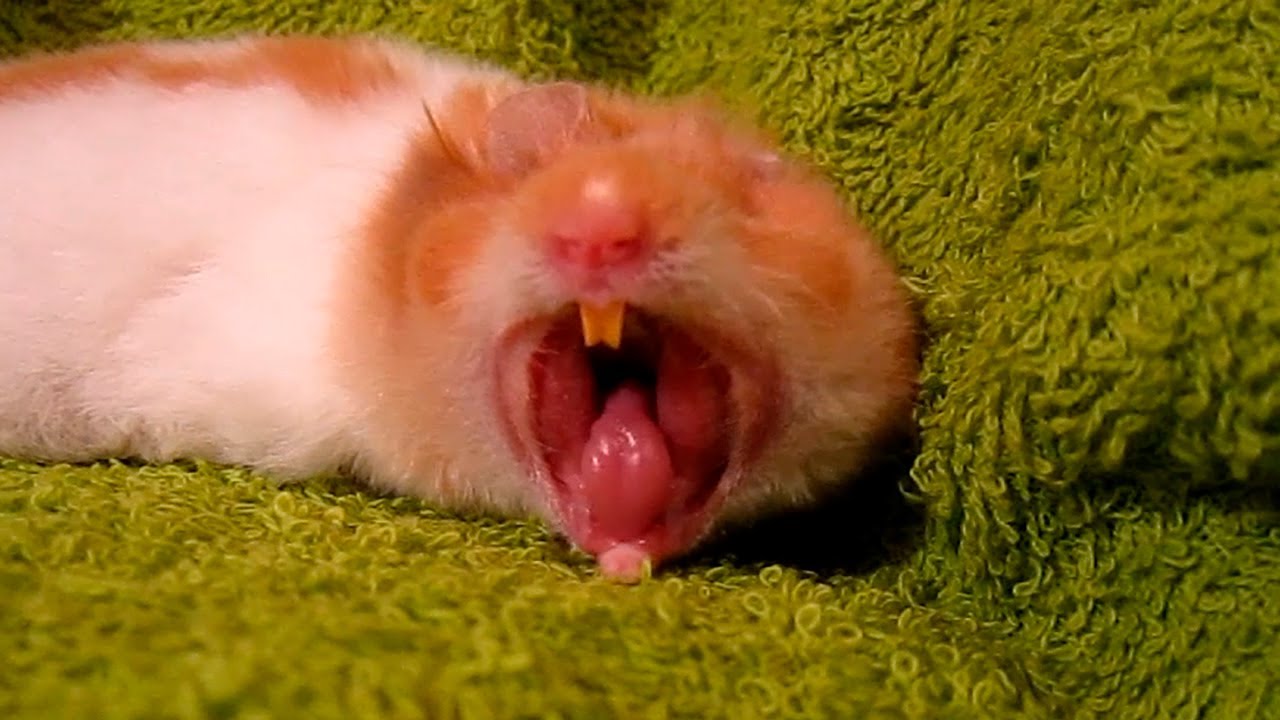 Hamster up anus