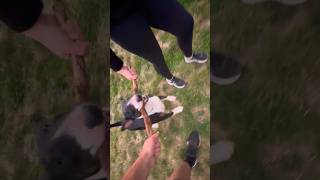 Bull Terrier Not Giving Up On The Stick