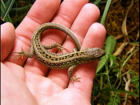 Чем можно кормить ящерицу в домашних условиях 612