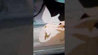 Vacas Vaqueras Pelicula Completa Pt 10