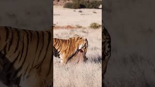 Tiger Vs Wild Boar