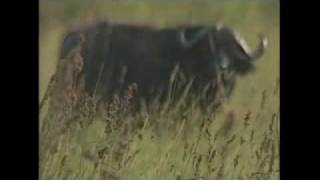 Dr. Helen Gichohi In Milking The Rhino