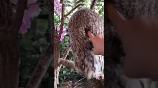 Owl Eye Youtube Shorts Video