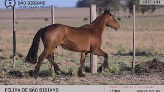 LOTE 131 - POTRANCAS CRIOULAS - LEILÃO VIRTUAL SÃO BIBIANO 2020