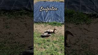 Laufenten Enten Als Beste Schnecken Bekämpfung