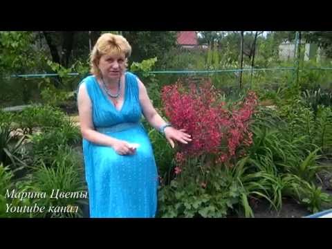 Петунья в горшках посадка и уход Петунья в горшках посадка и уход