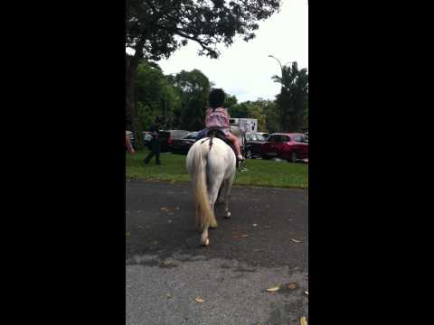 rosie the horse