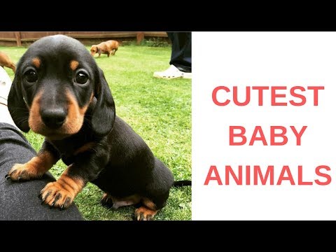 2019 Cutest Baby Animals Ever Video Compilation Funny Cute Baby Animals #3