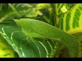 Grasshopper | Thanakola peththa | තණකොළ පෙත්තා