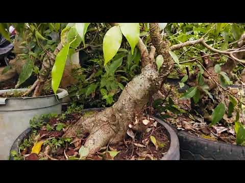 Daripada Diem Mending Merawat Bahan Bonsai Beringin Ini gaes😂