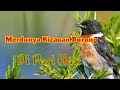 Merdunya Kicauan Suara Burung Di Pagi hari / The sweet sound of birds chirping in the morning