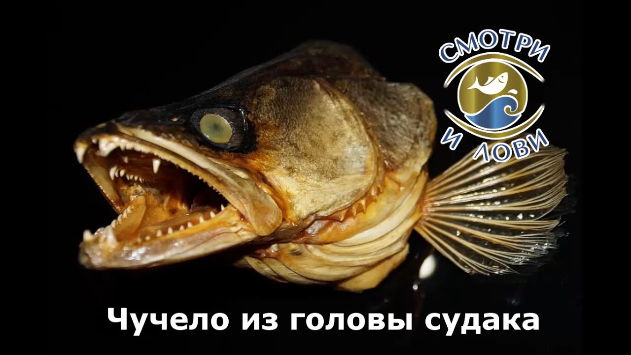 Как сделать чучело из стерляди Как сделать чучело из стерляди