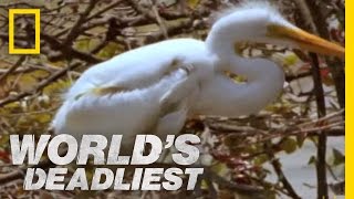 Piranhas Devour Chick | World's Deadliest