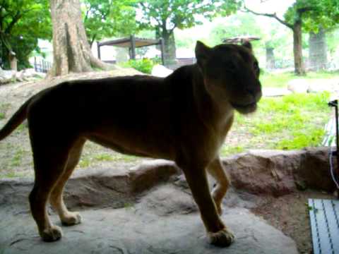 とべ動物園ライオン110524