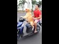 شاهد كلب يقود دراجة نارية هههههههه Ùيديو مضØÙƒ 2016 شاهد كلب يقود دراجة نارية هههههههه Ùيديو مضØÙƒ 2016