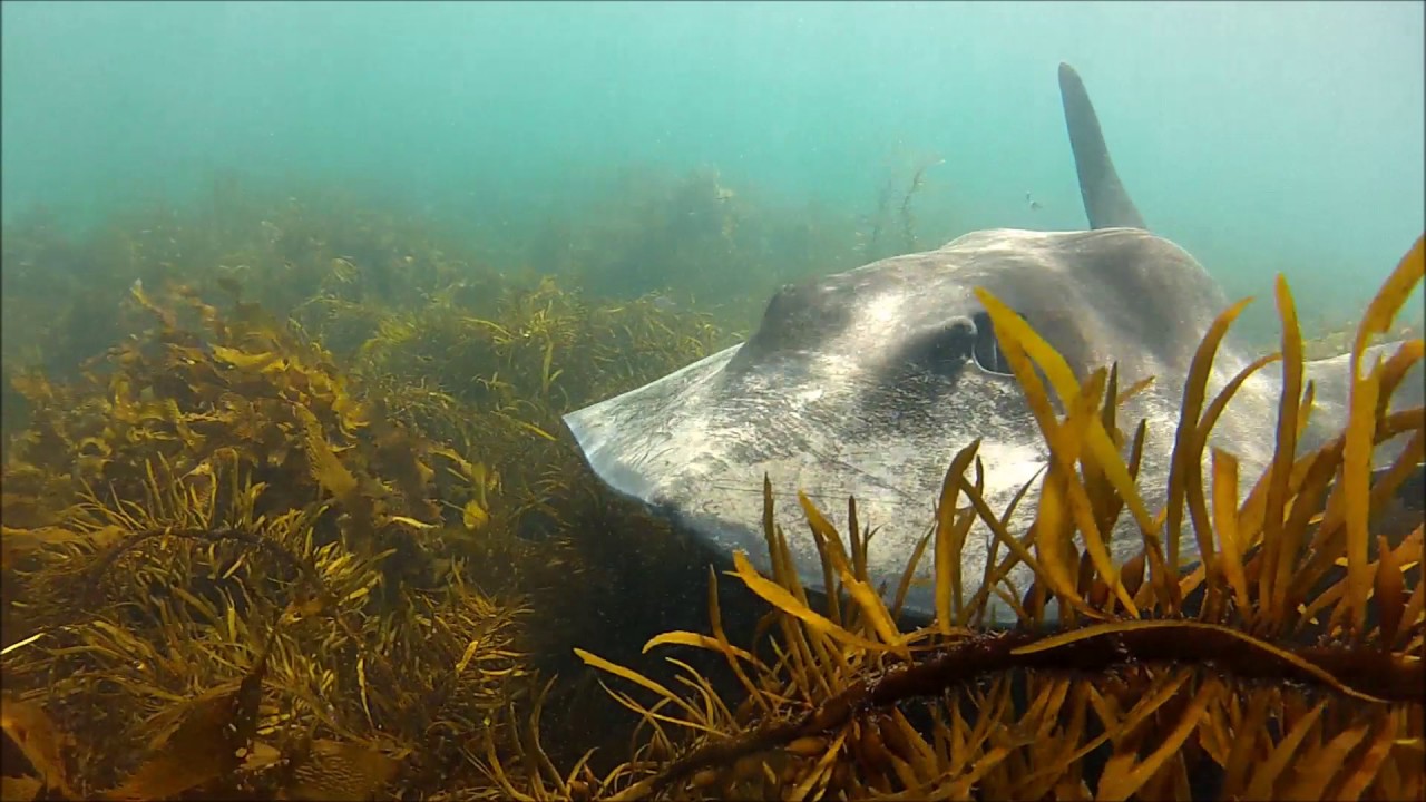 Freediving in Tasmania