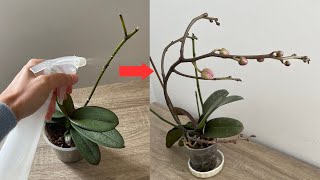 Tam zamanı‼️Hemen Bunu Verin Orkideler durmadan 4 mevsim çiçek açacak