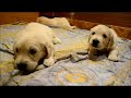 У НАС РОДИЛИСЬ ЩЕНКИ 4