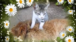 Cute Kitten And His Best Friend