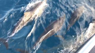 Dolphin Magic