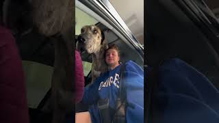 Great Danes Insist On Helping Mom With Laundry The Dodo