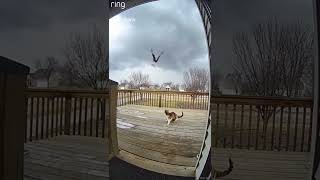 Cat Fights Off Eagle Attack Caught On Ring Camera