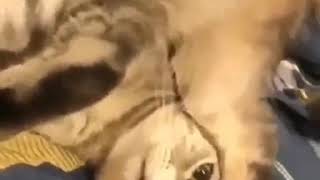 funny cat