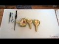 Cooking Videos How to prepare an artichoke