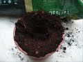planter les kiwis