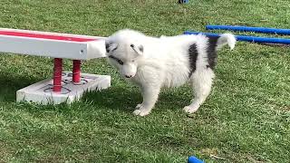 Chiots Malishka