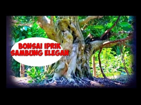 BONSAI IPRIK SAMBUNG ELEGAN