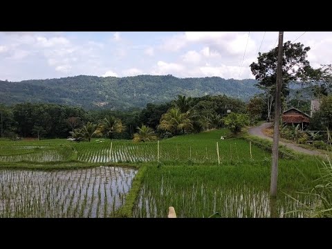 Hamparan sawah menghijau