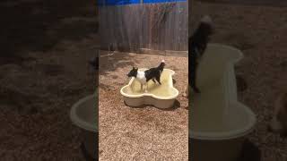 Doggies having fun playing in the water