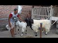 Long Hair Goat crosses etawa goat in village farm | Goat Farm in village