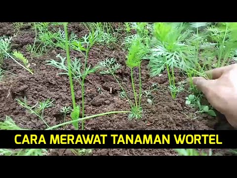 CARA MERAWAT TANAMAN WORTEL