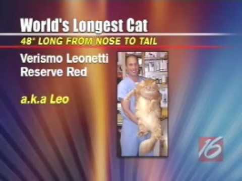 World's Fattest Cat. 3:37. 49 pound cat! This poor kitty went on a diet, 
