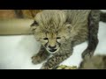 Cheetah Cub Sisters