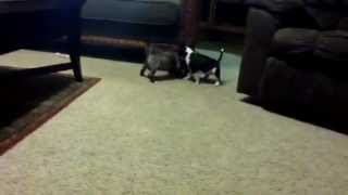 6 Weeks Mini Bull Terrier Pups