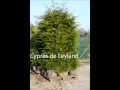planter des cypres