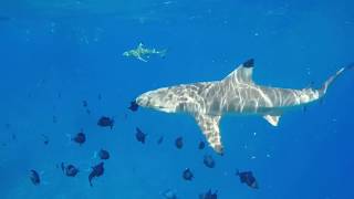 Conrad Bora Bora Nui - GoPro Hero 5 Black