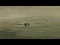 Elusive Sewer Otter Elusive Sewer Otter