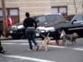 DOG FIGHT TURNS INTO A SHOOTOUT WITH NYPD! (BRONX)